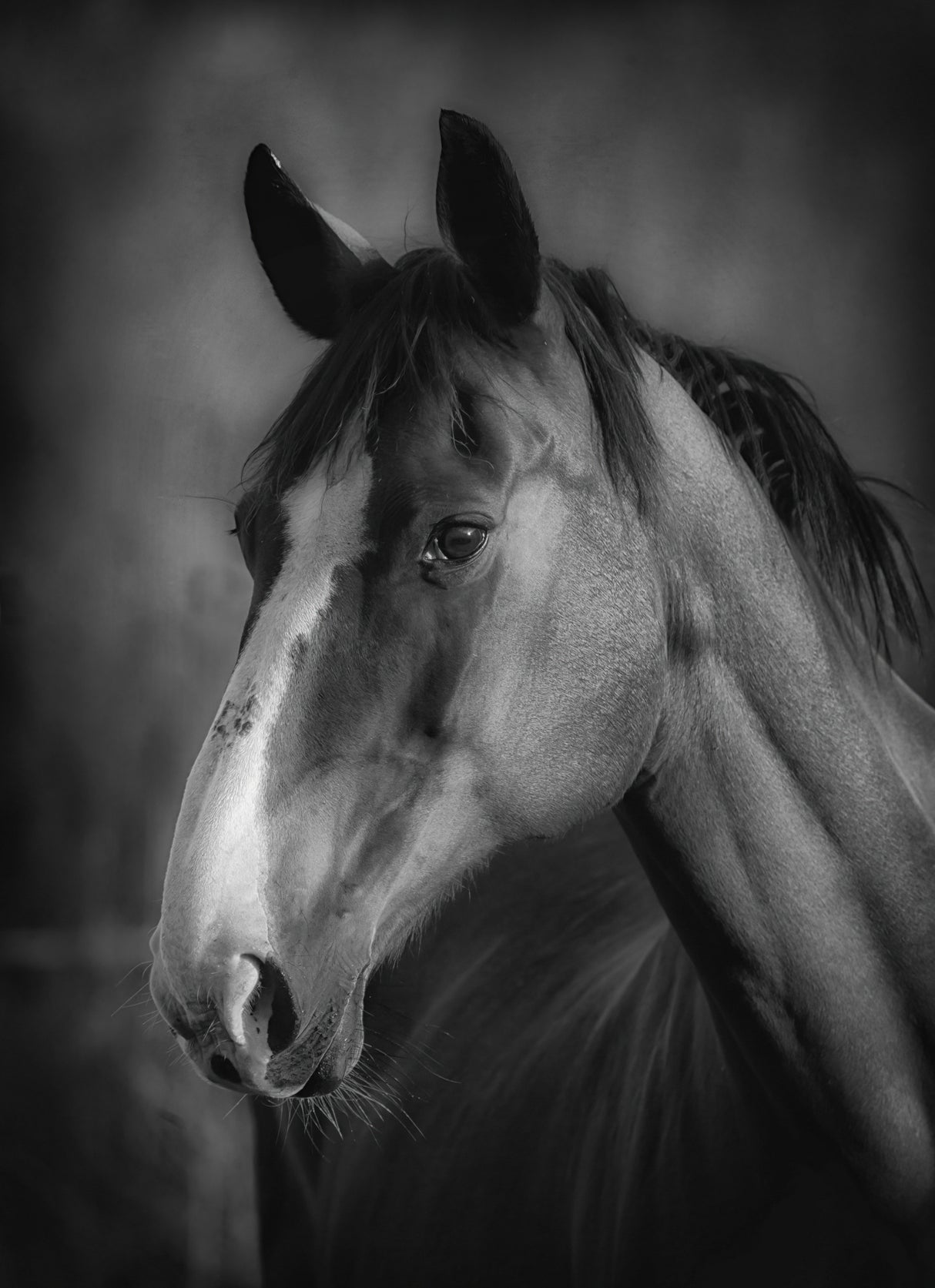 Horse portrait Poster och Canvastavla