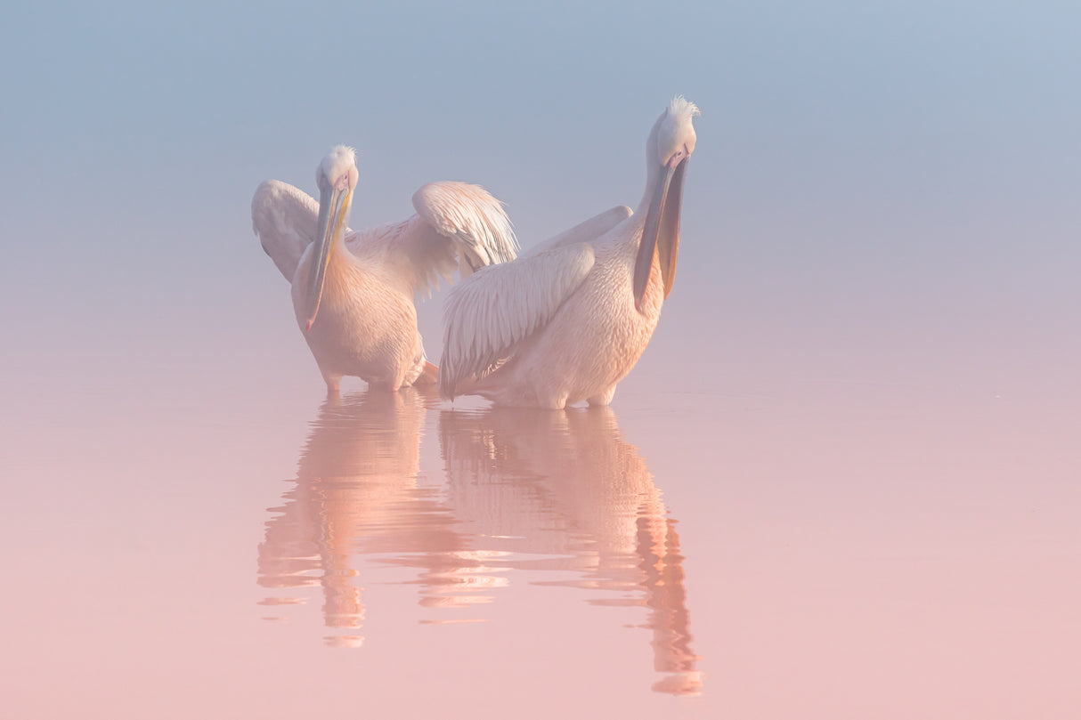 Two Pelicans Poster och Canvastavla