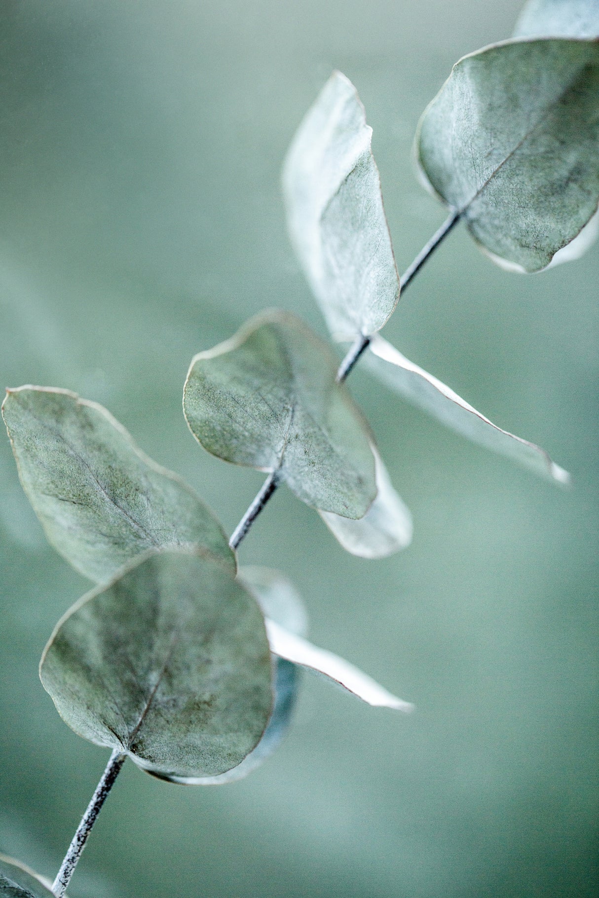 Eucalyptus 9 Poster och Canvastavla