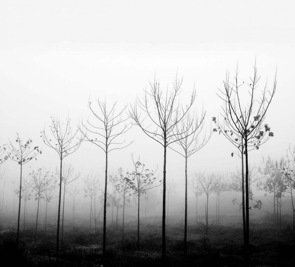 foggy day Poster och Canvastavla