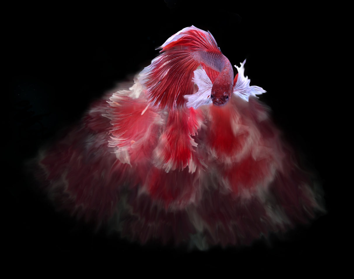 Red and white bettafish Poster och Canvastavla