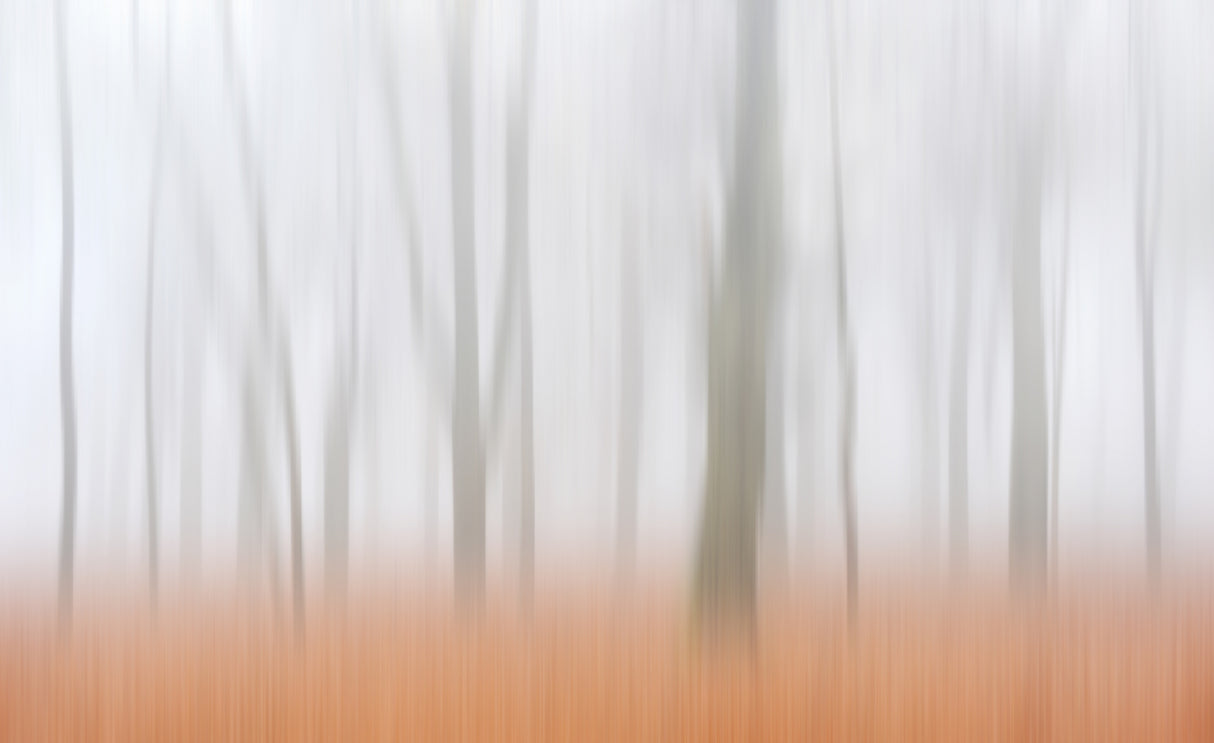 Misty Autumnimpression Poster och Canvastavla