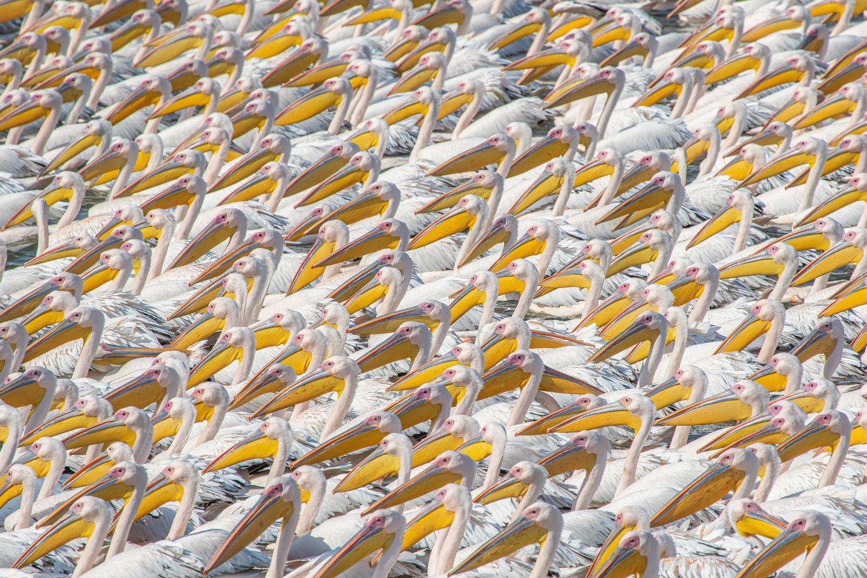 Parade Pelican Poster och Canvastavla