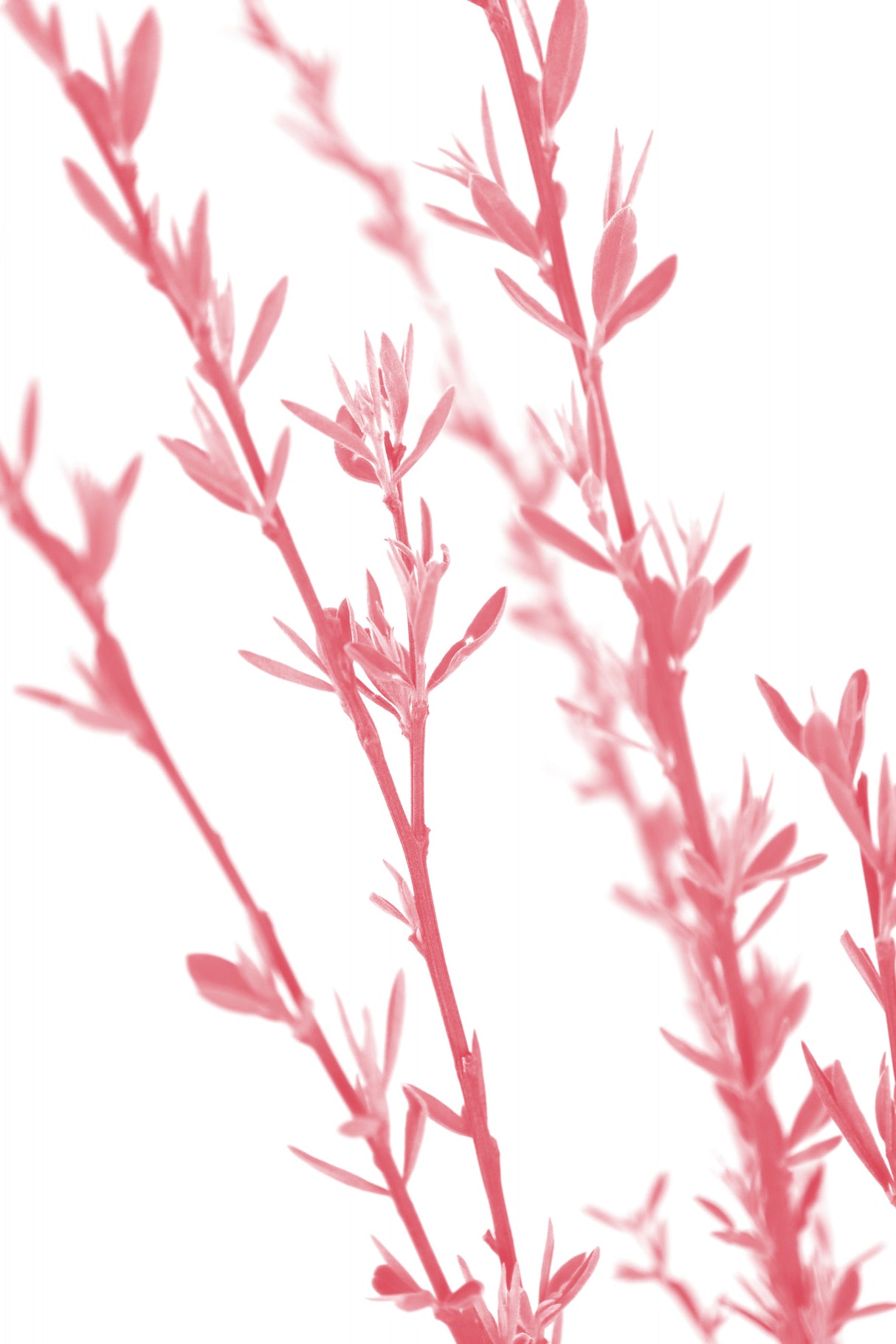 Pink dainty branch Poster och Canvastavla