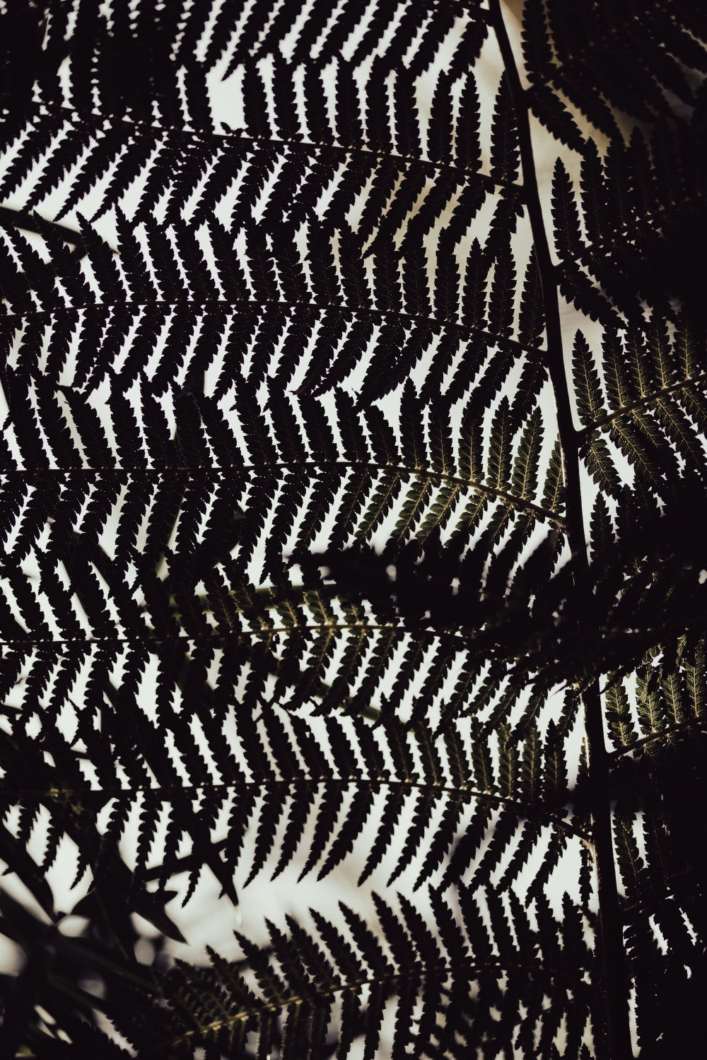 Fern Leaves_2 Poster och Canvastavla