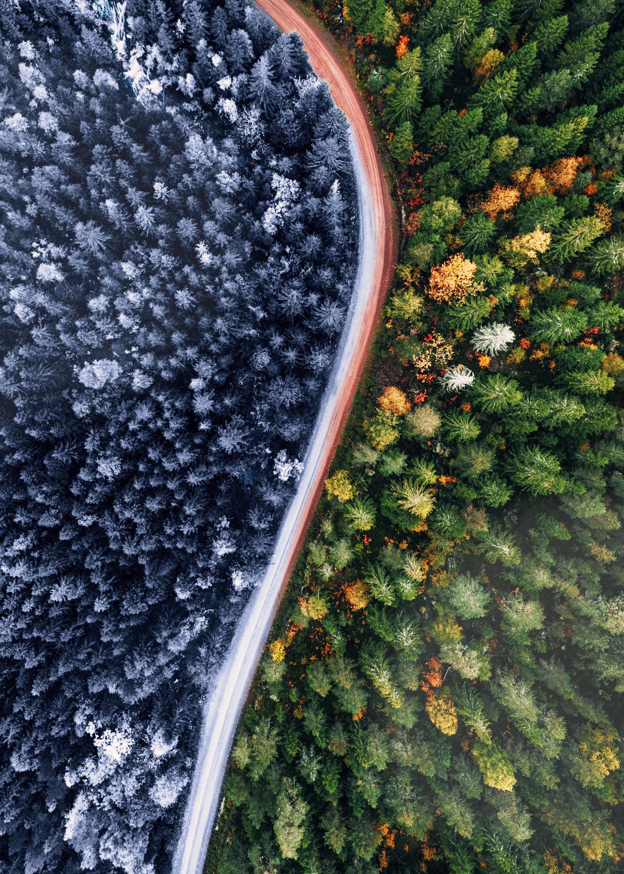 Forest Seasons Change Poster och Canvastavla