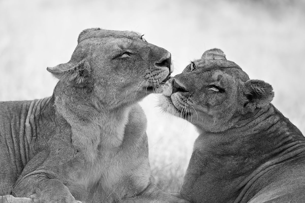Lions in B&W Poster och Canvastavla