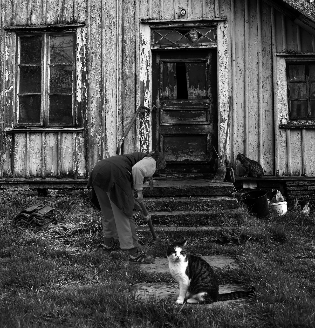 Lady & cat Poster och Canvastavla