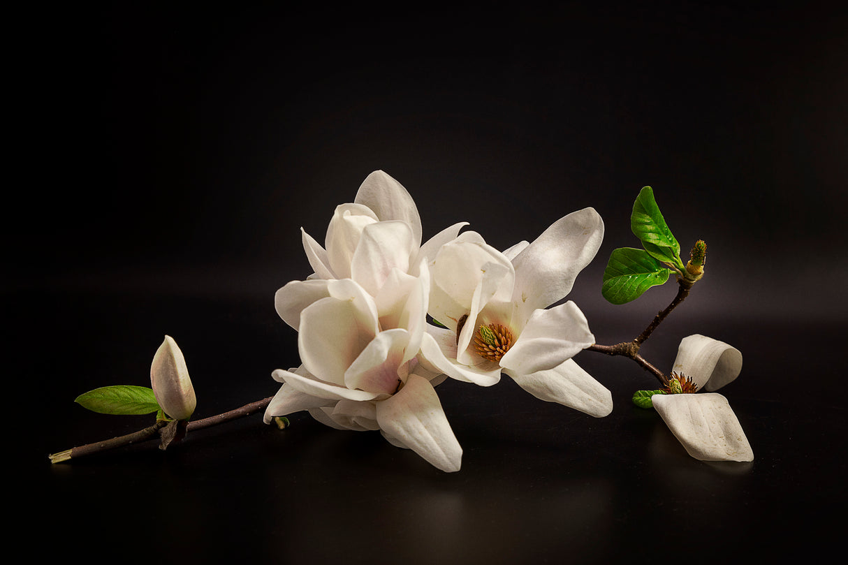Magnolia Poster och Canvastavla