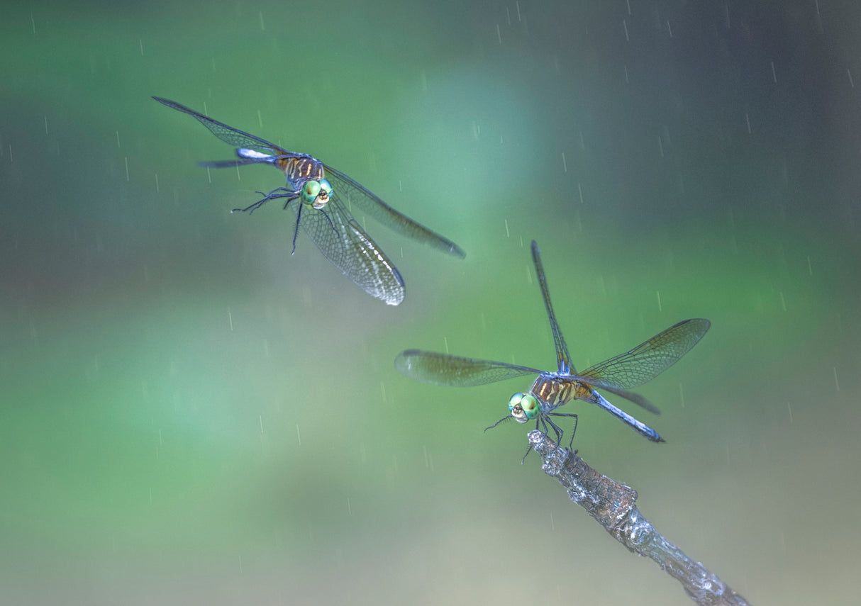 Dragonfly Poster och Canvastavla