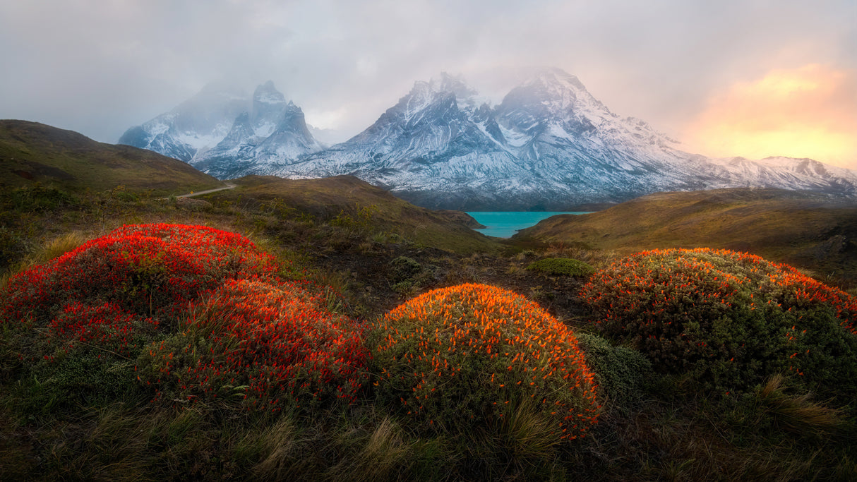 Spring in Patagonia Poster och Canvastavla