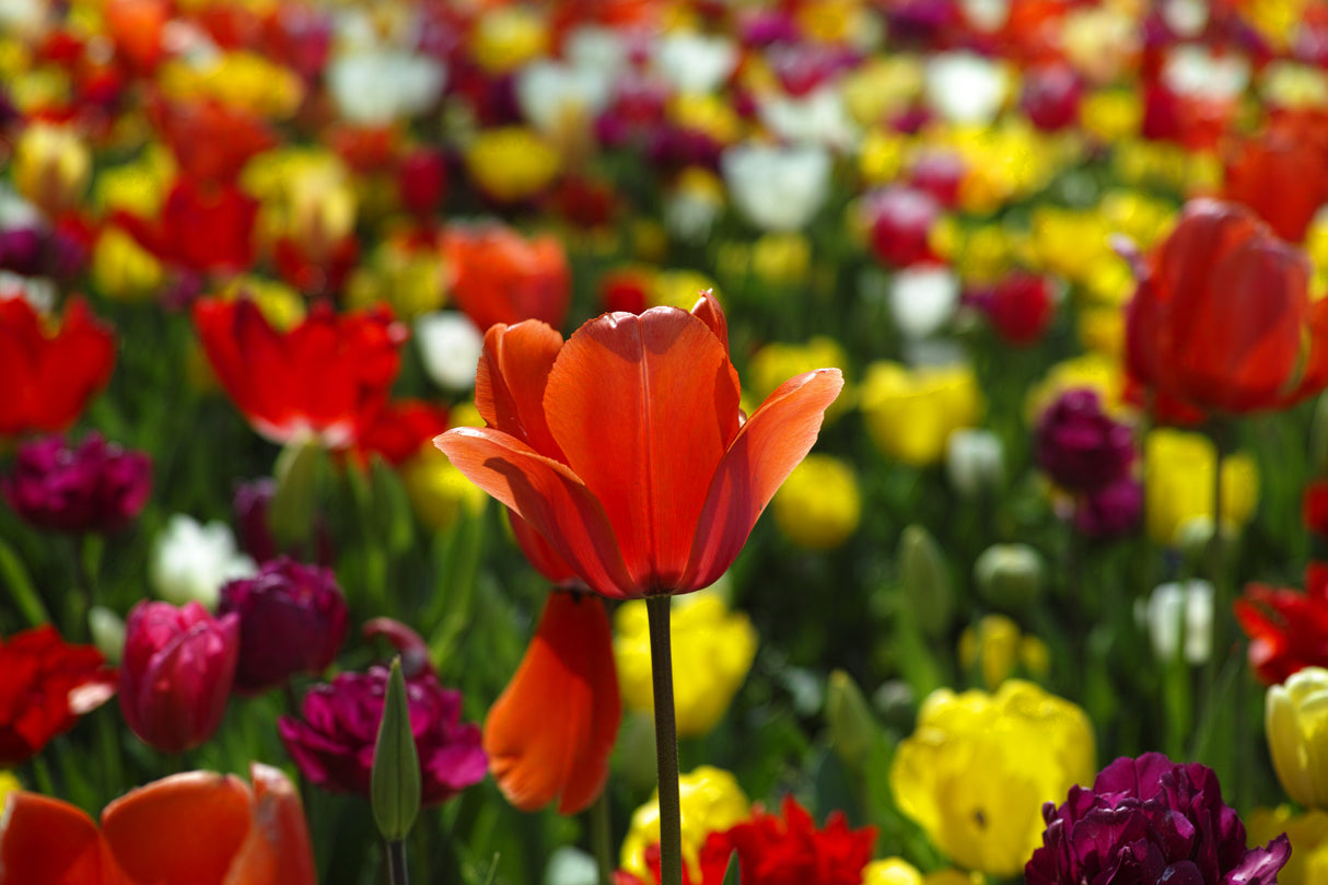 colorful tulips Poster och Canvastavla