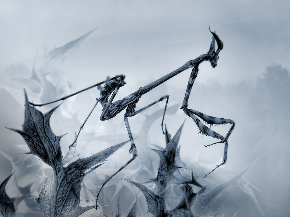 Mantis palo Poster och Canvastavla