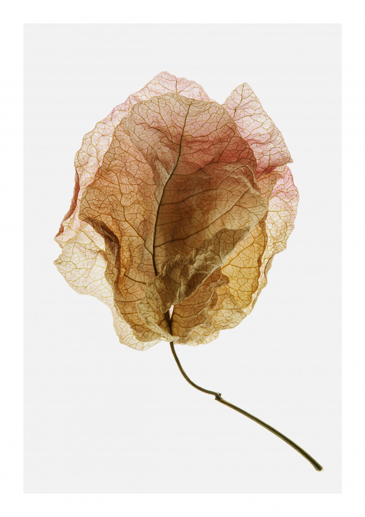 Bougainvillea Study No6 Poster och Canvastavla