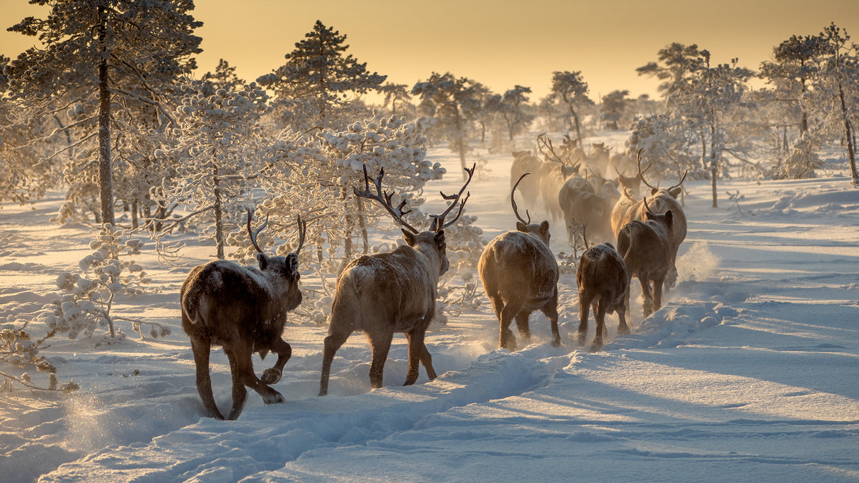 Reindeers hunting Poster och Canvastavla