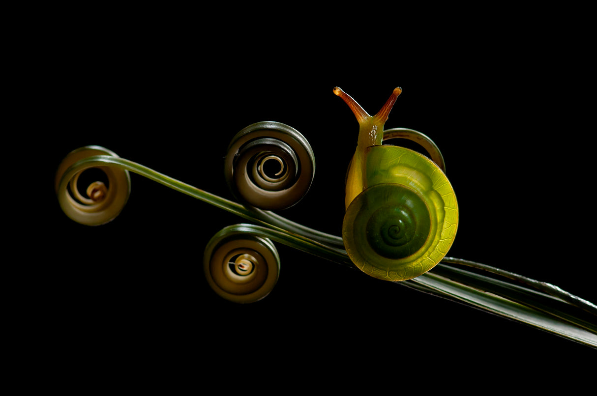 Green Snail Poster och Canvastavla