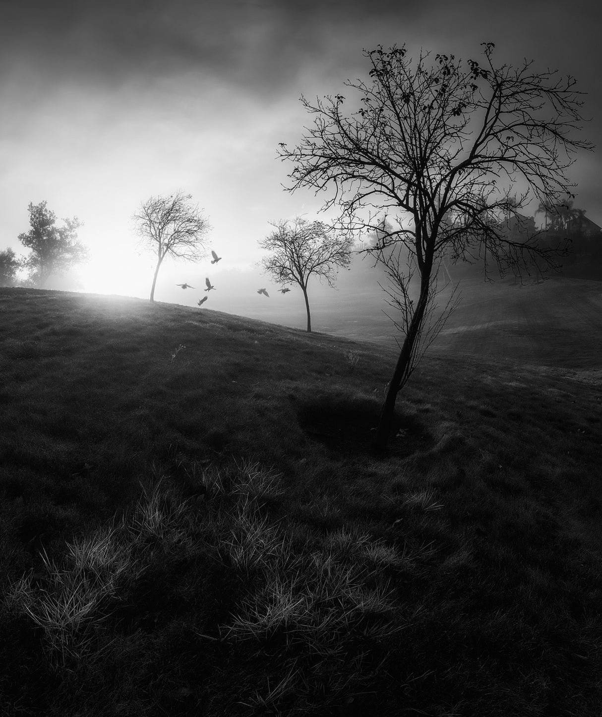 Morning Fog Poster och Canvastavla