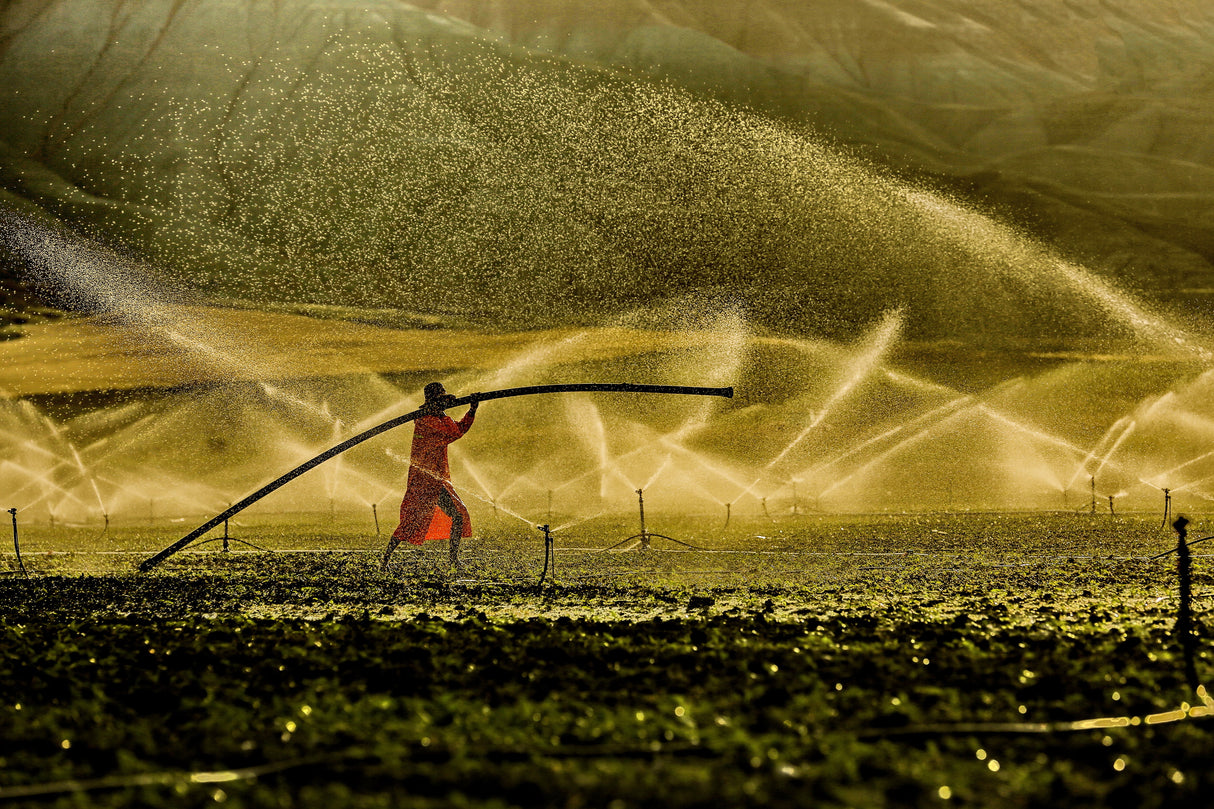 farmer Poster och Canvastavla