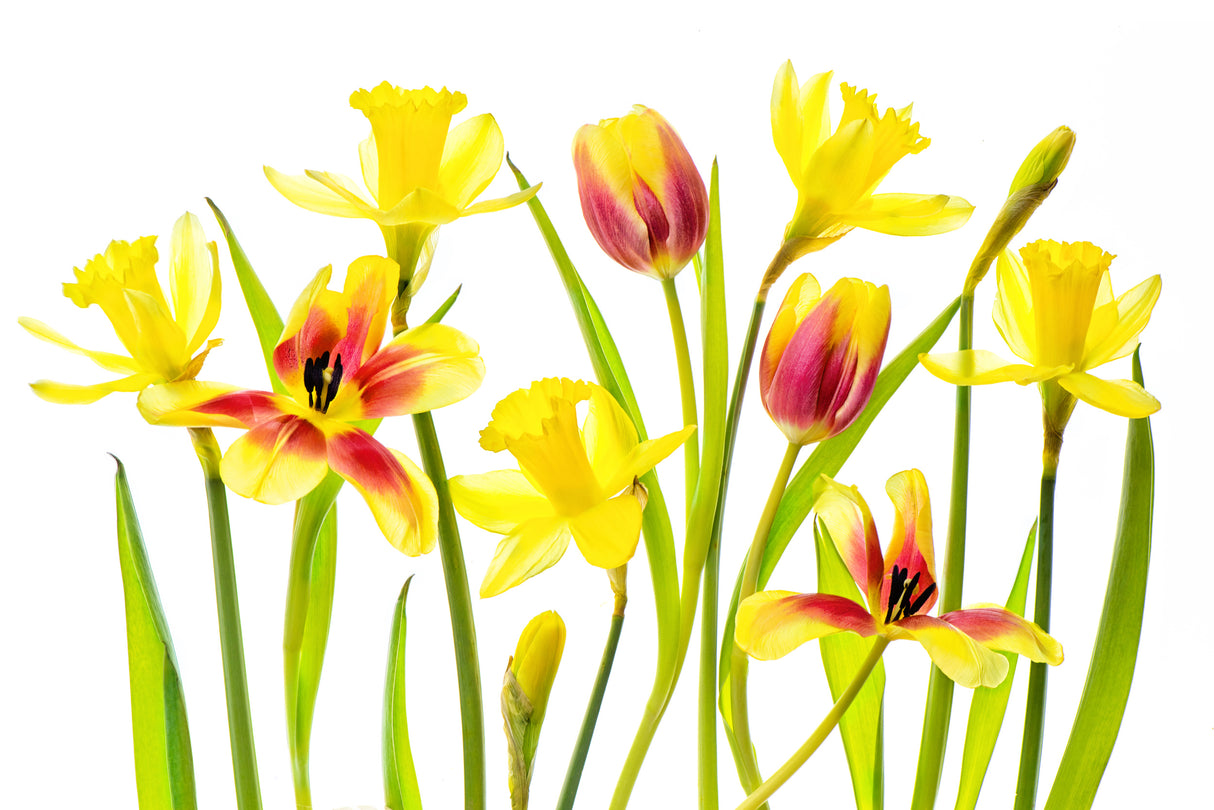 Vibrant Spring Poster och Canvastavla