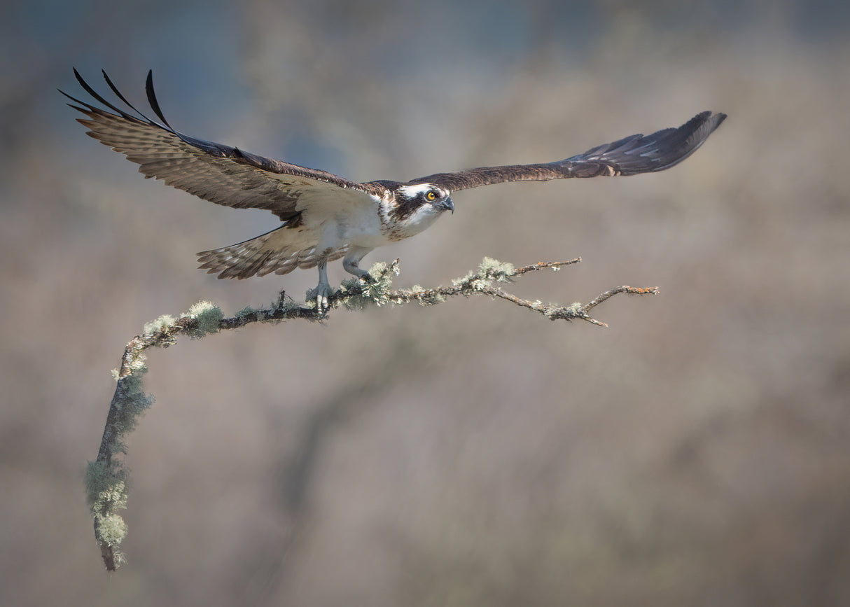 Nest Building Poster och Canvastavla