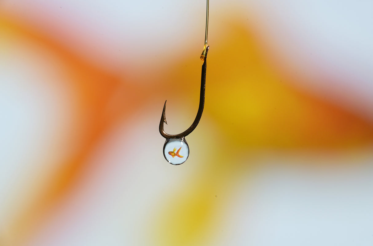 gold fish Poster och Canvastavla