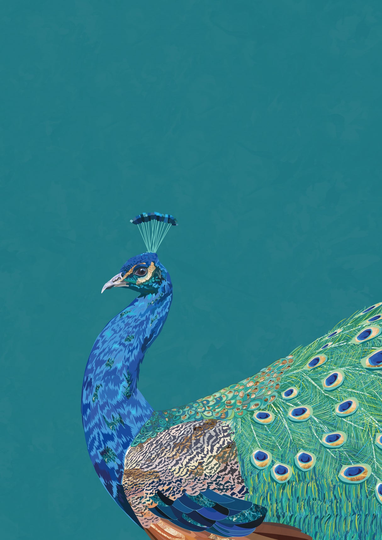 Turquoise peacock Poster och Canvastavla