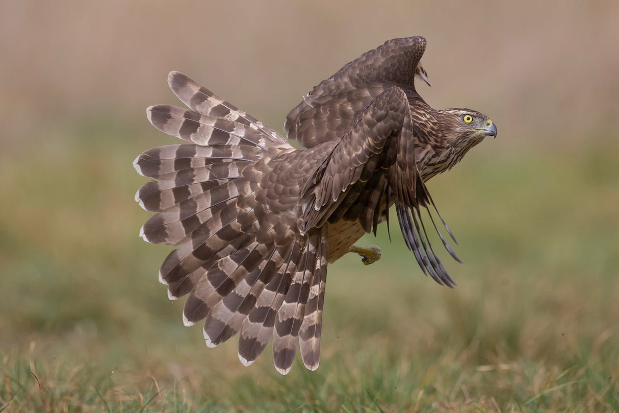 Hawk Poster och Canvastavla