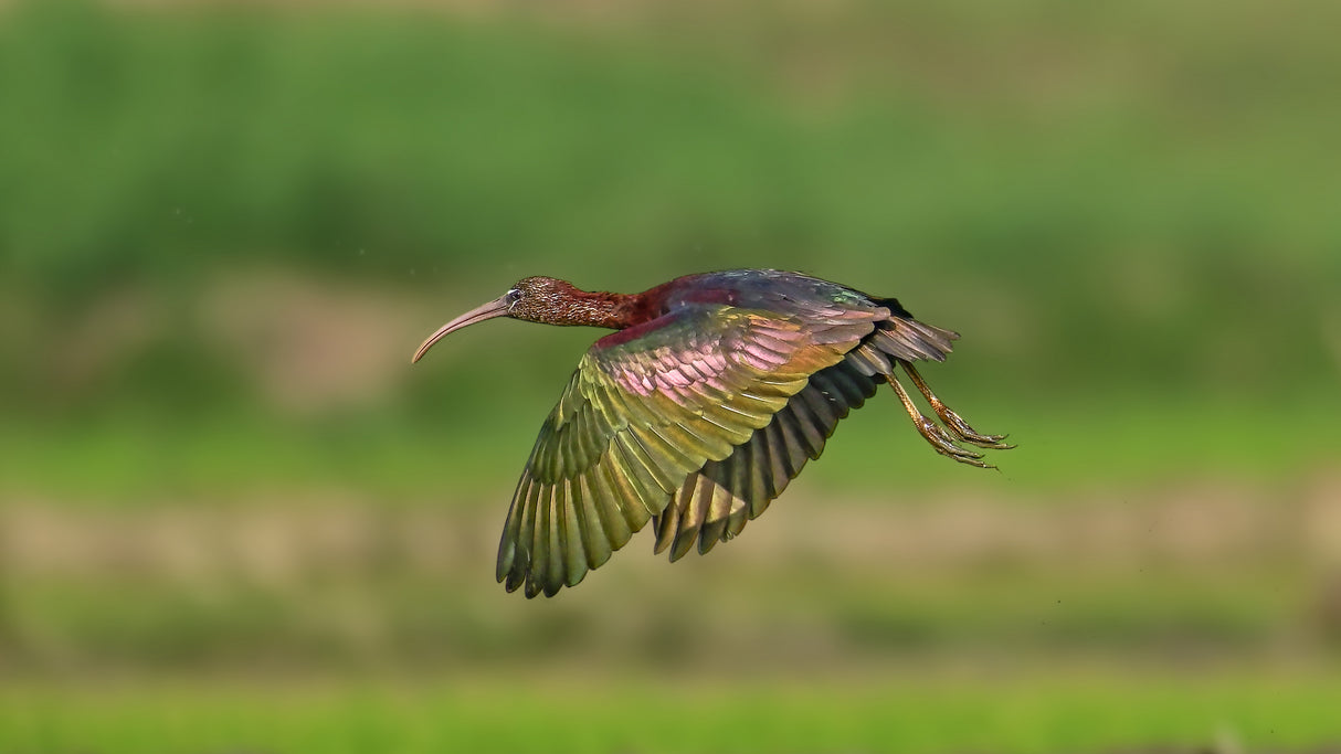 The glossy ibis Poster och Canvastavla
