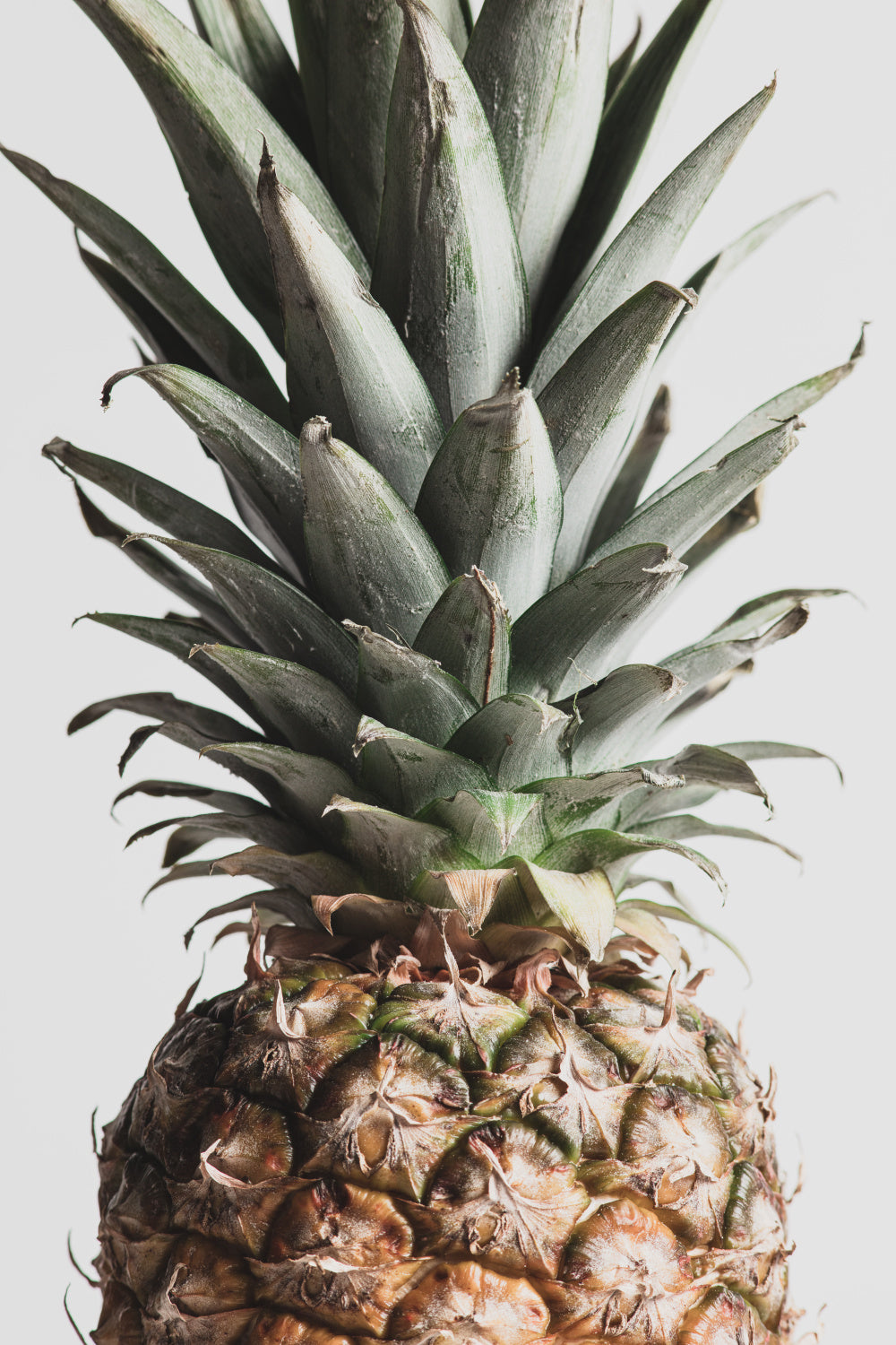 Pineapple Natural 03 Poster och Canvastavla