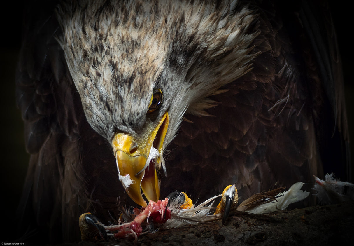 American Eagle...dinnertime. Poster och Canvastavla