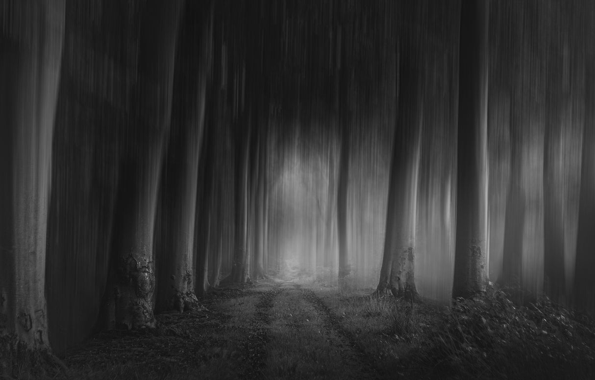 Forest Gloom Poster och Canvastavla