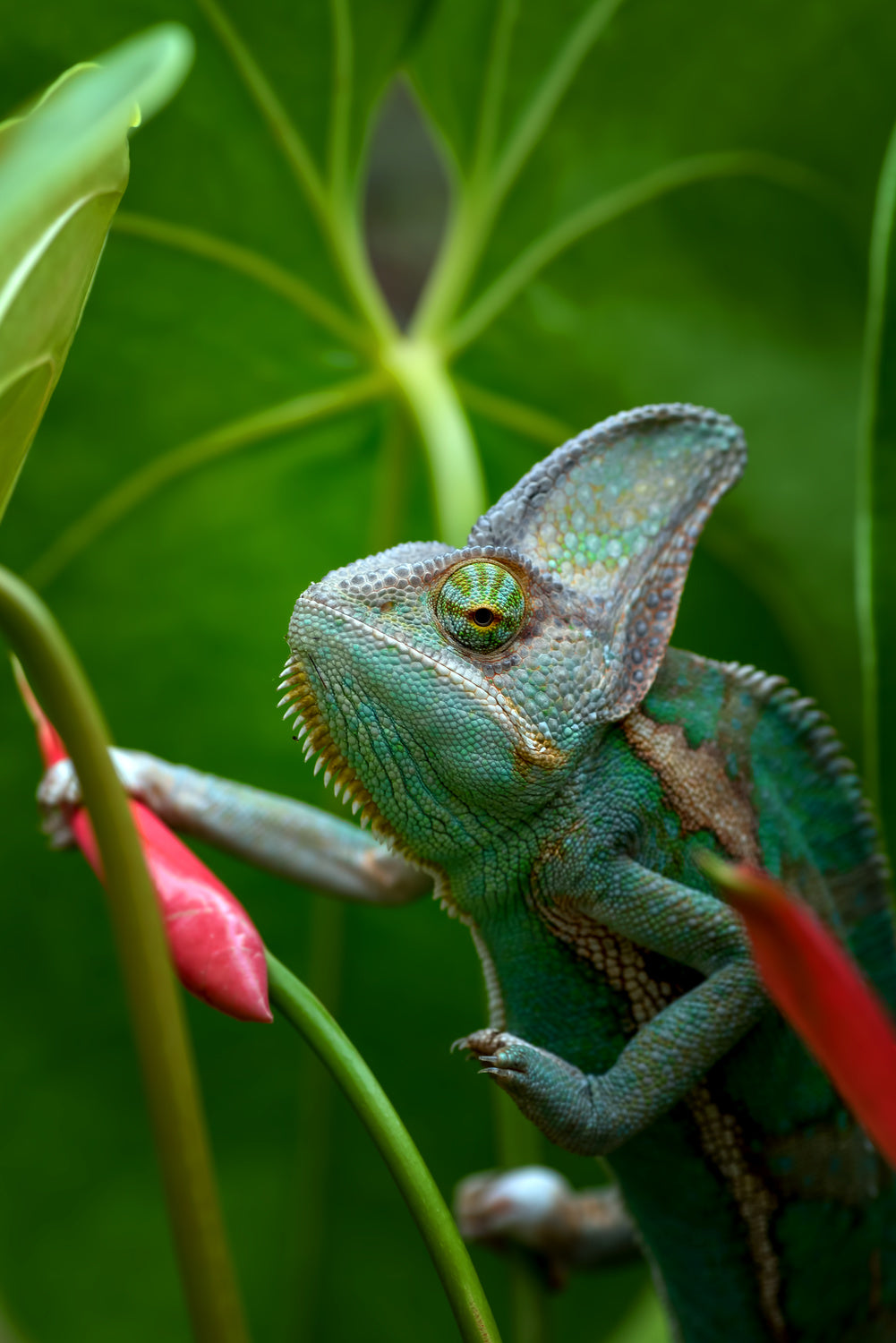 Veiled chameleon in green environment Poster och Canvastavla