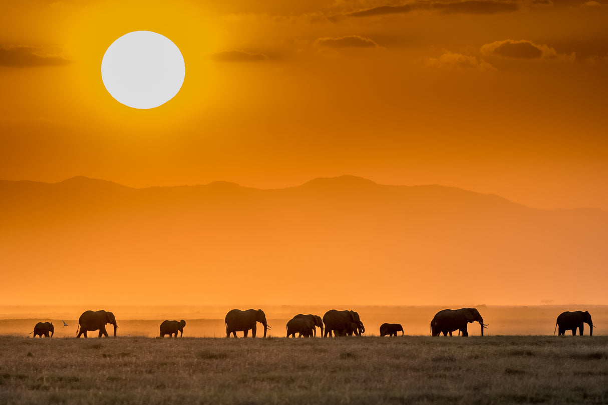 Sunrise over Amboseli Poster och Canvastavla
