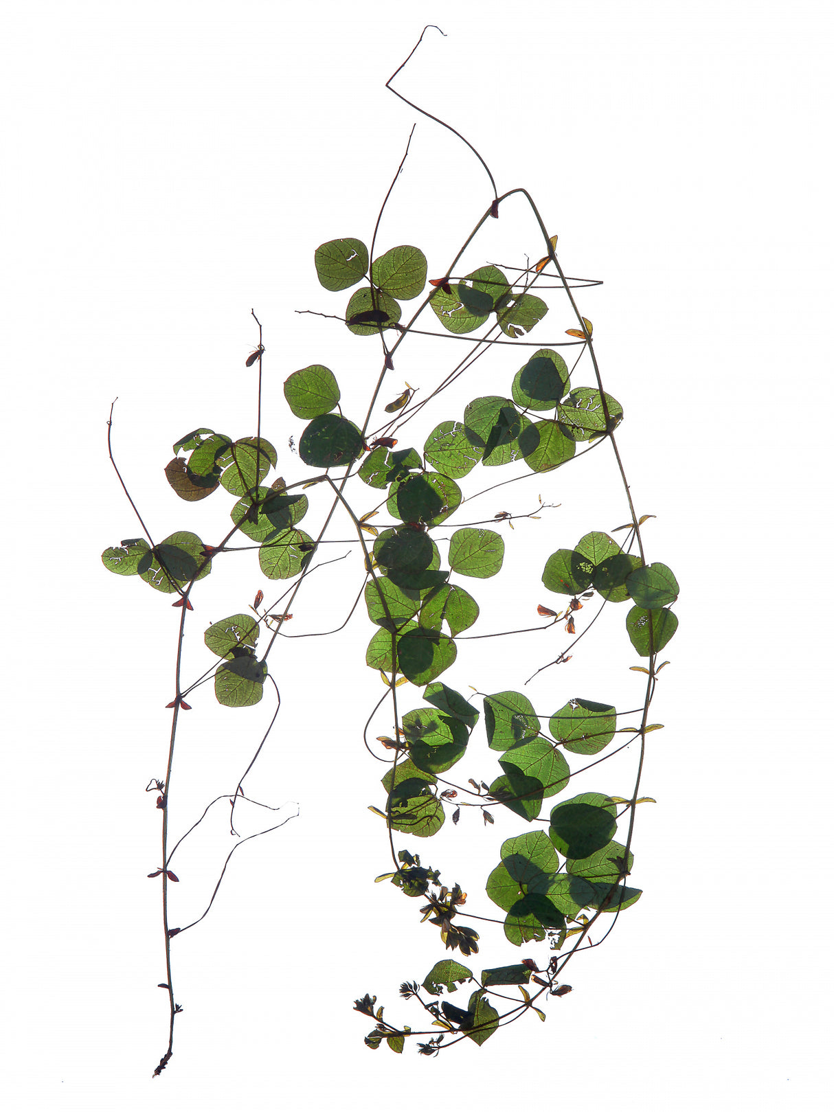Herbarium 03 Poster och Canvastavla