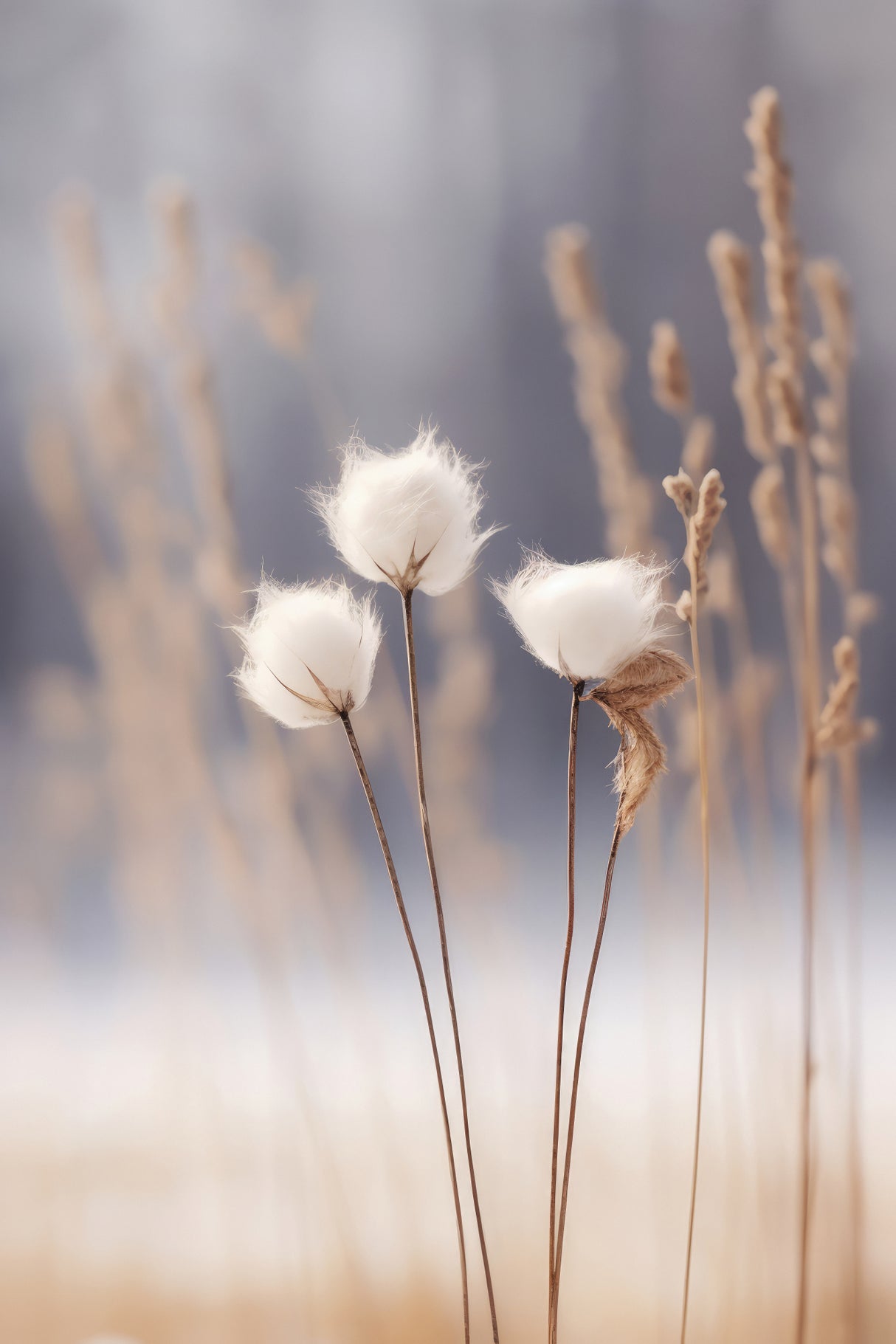 Cotton Flowers Poster och Canvastavla
