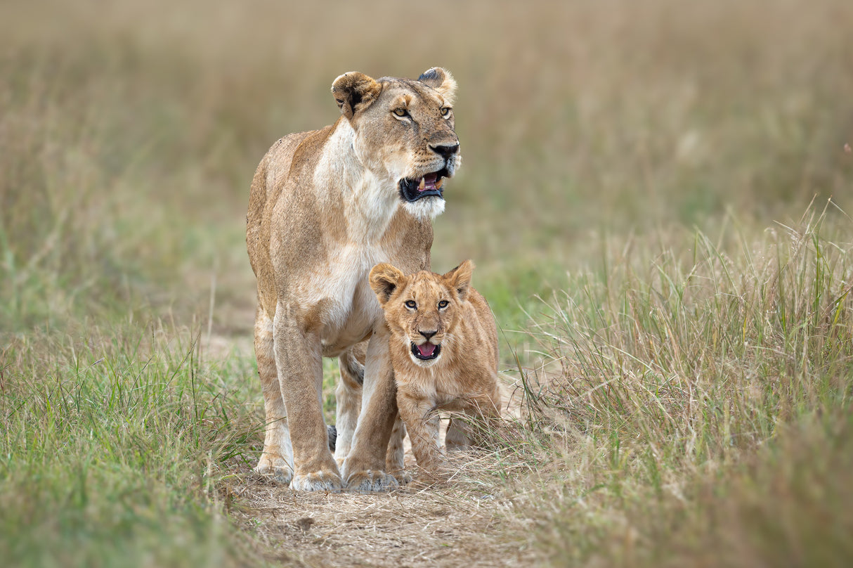 The brave little cub Poster och Canvastavla