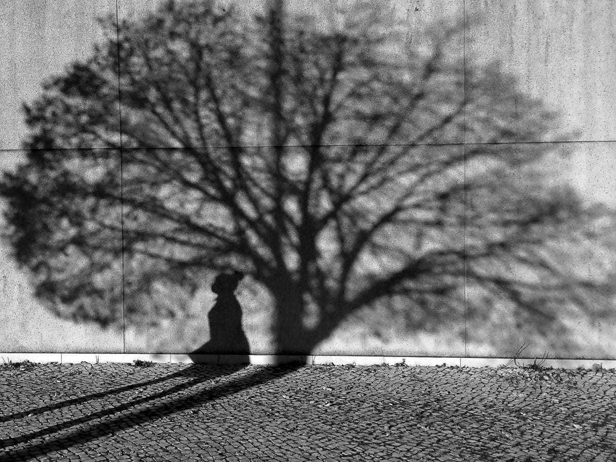 The shadow of a woman in the shadow of a treetop. Poster och Canvastavla