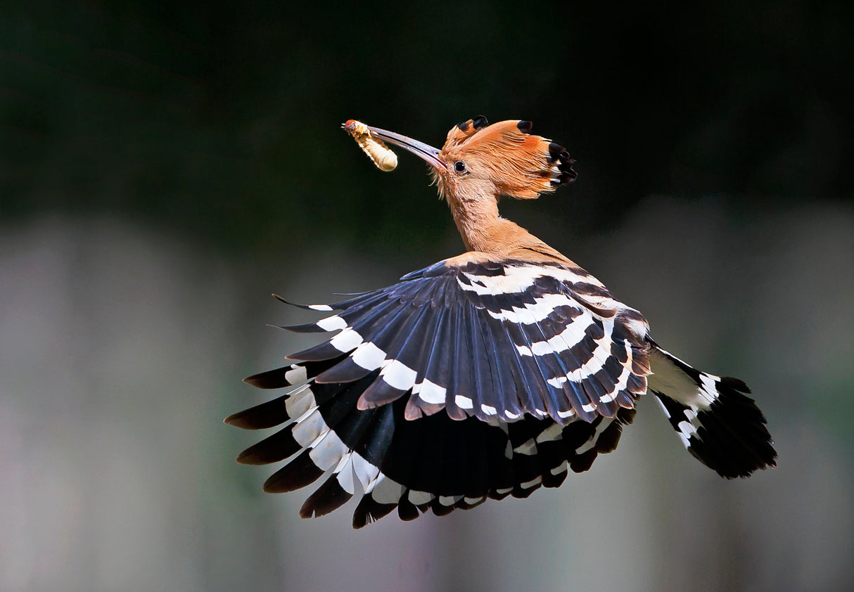 Hoopoe,Feeding.. Poster och Canvastavla