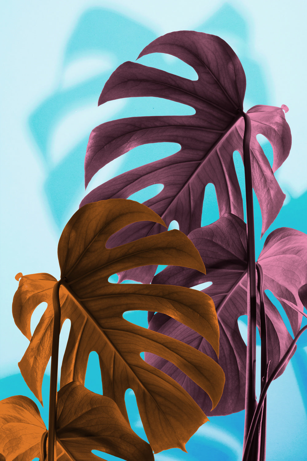 Monstera Blue 04 Poster och Canvastavla