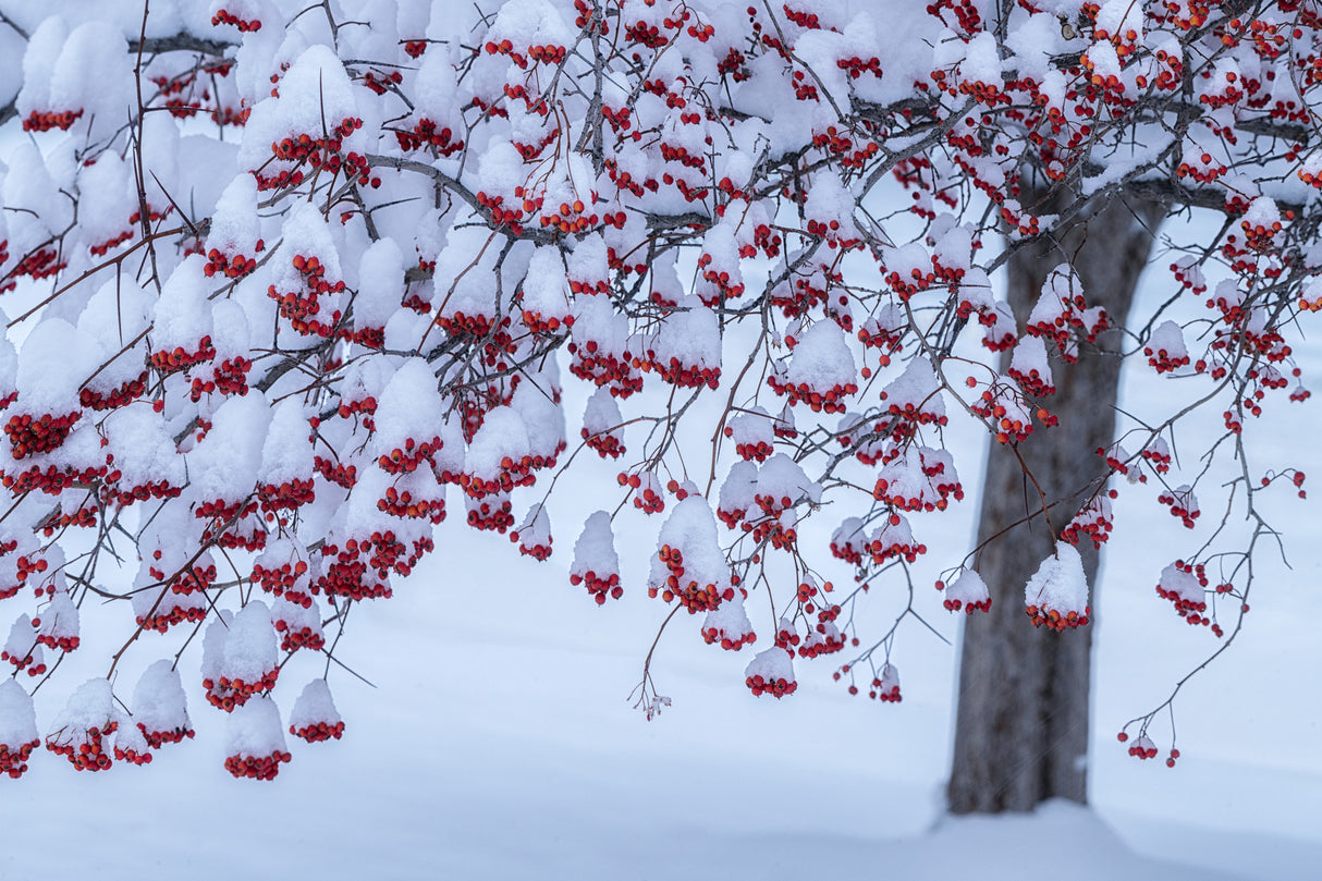 Winter Decoration Poster och Canvastavla