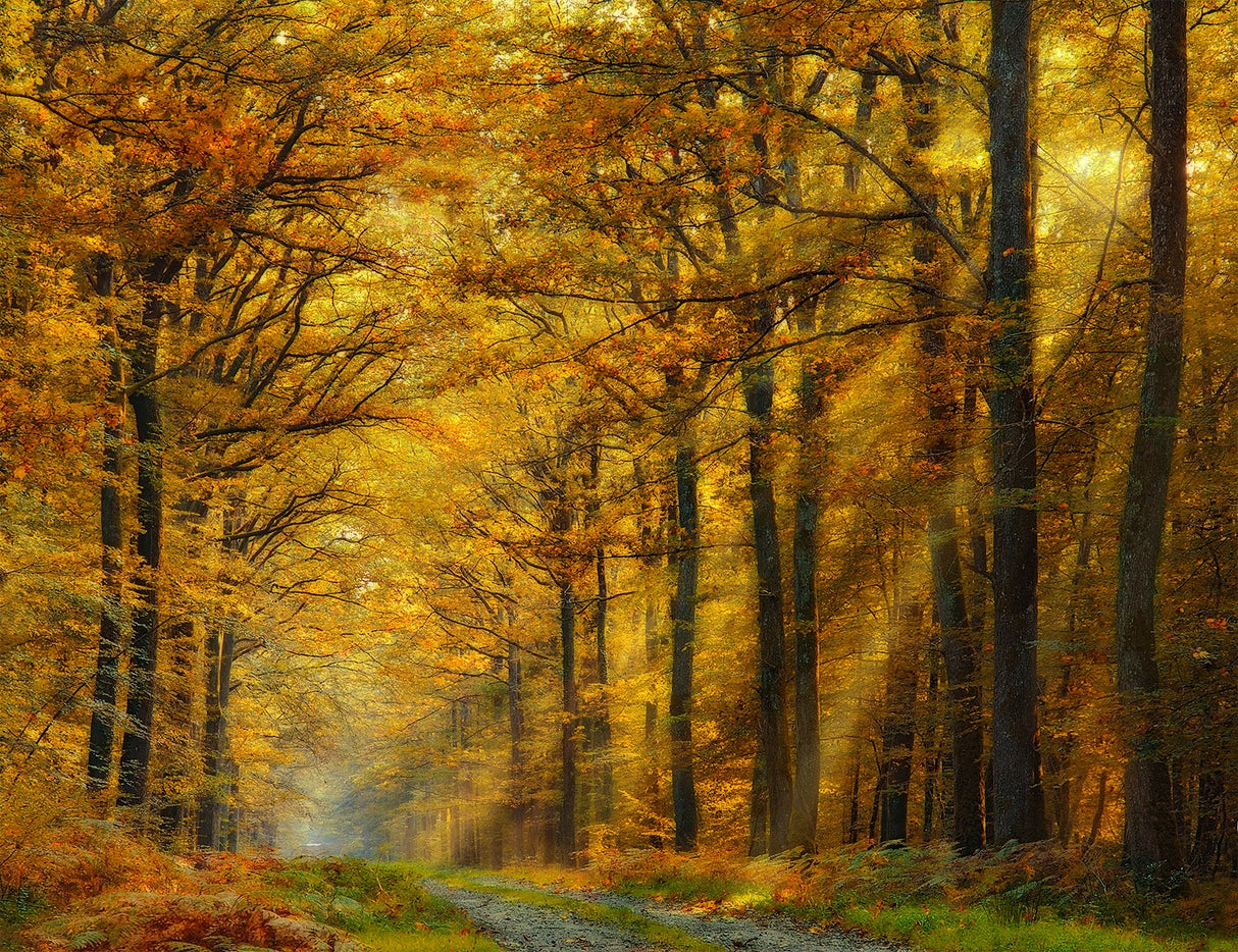Enchanted Forest Poster och Canvastavla