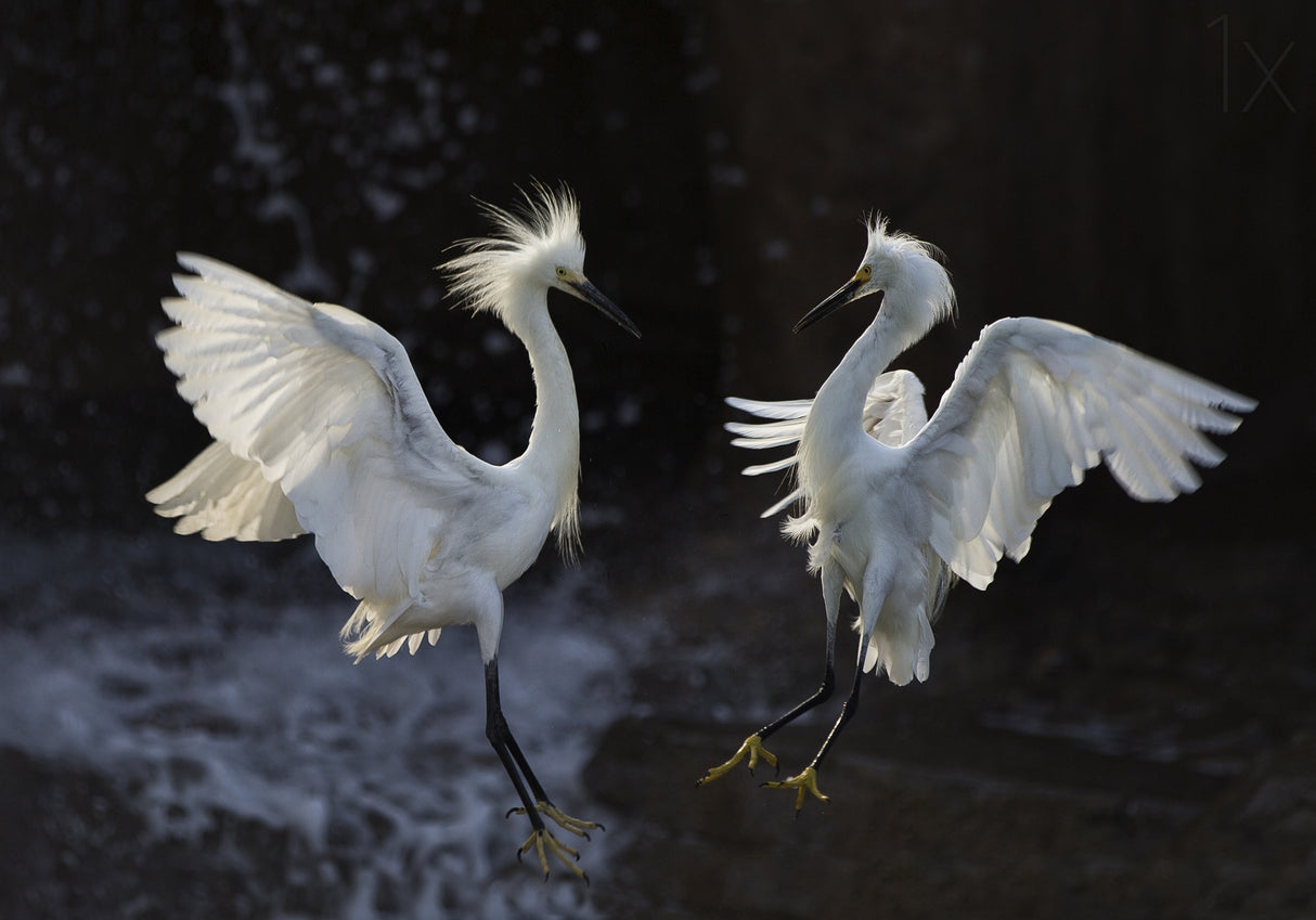 Egret Poster och Canvastavla