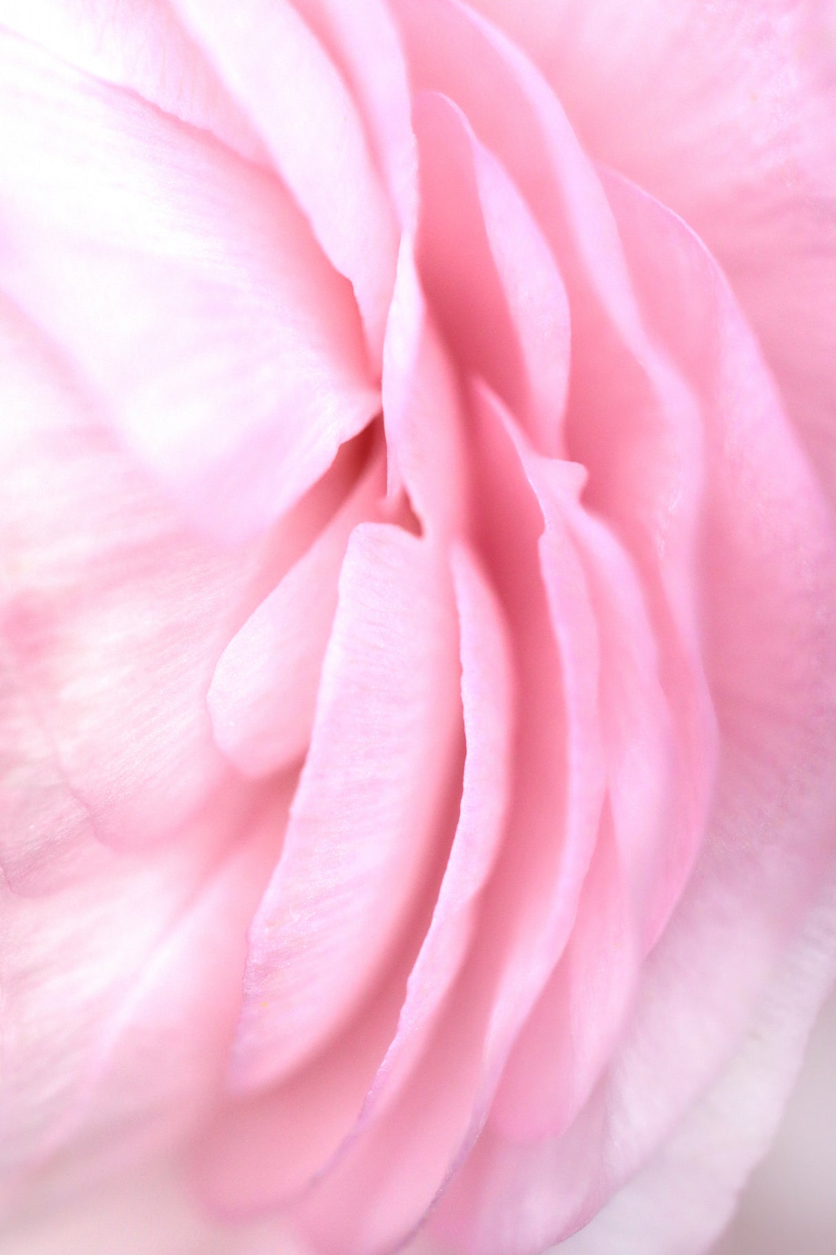 Soft pink petals Poster och Canvastavla