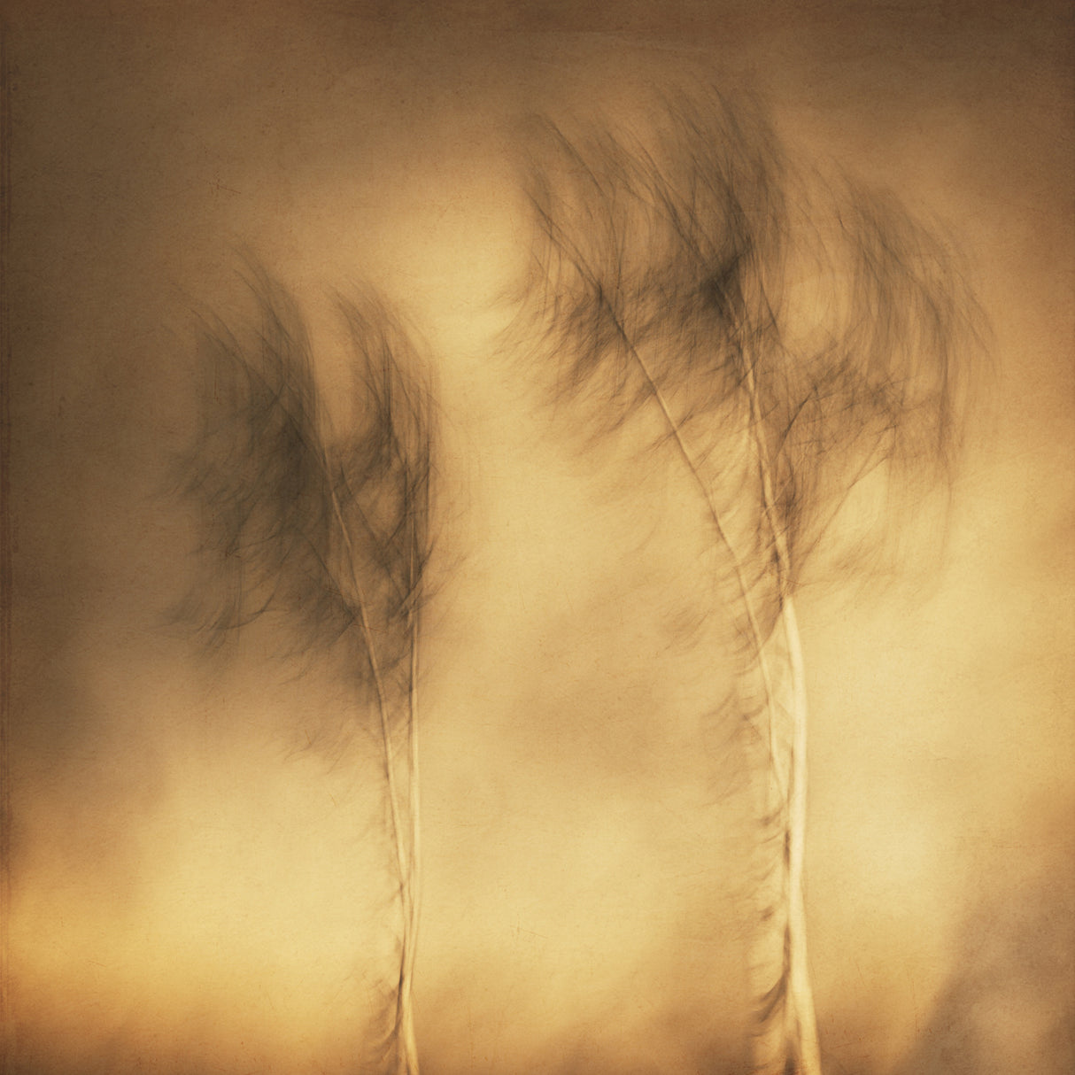 Wind Poster och Canvastavla