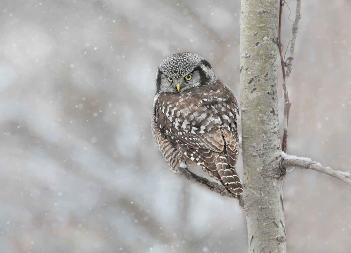 Northern Hawk Owl look back Poster och Canvastavla