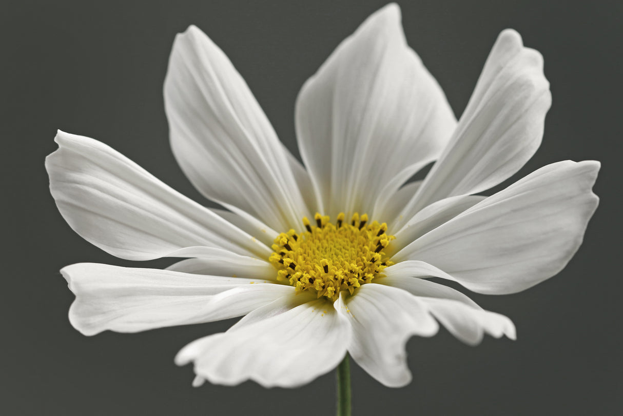 Cosmos Flower Poster och Canvastavla