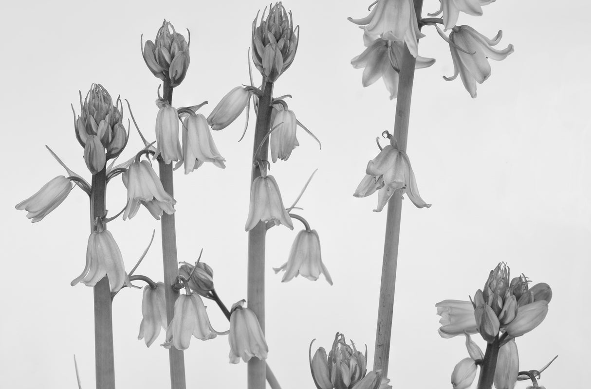 Spring Poster och Canvastavla