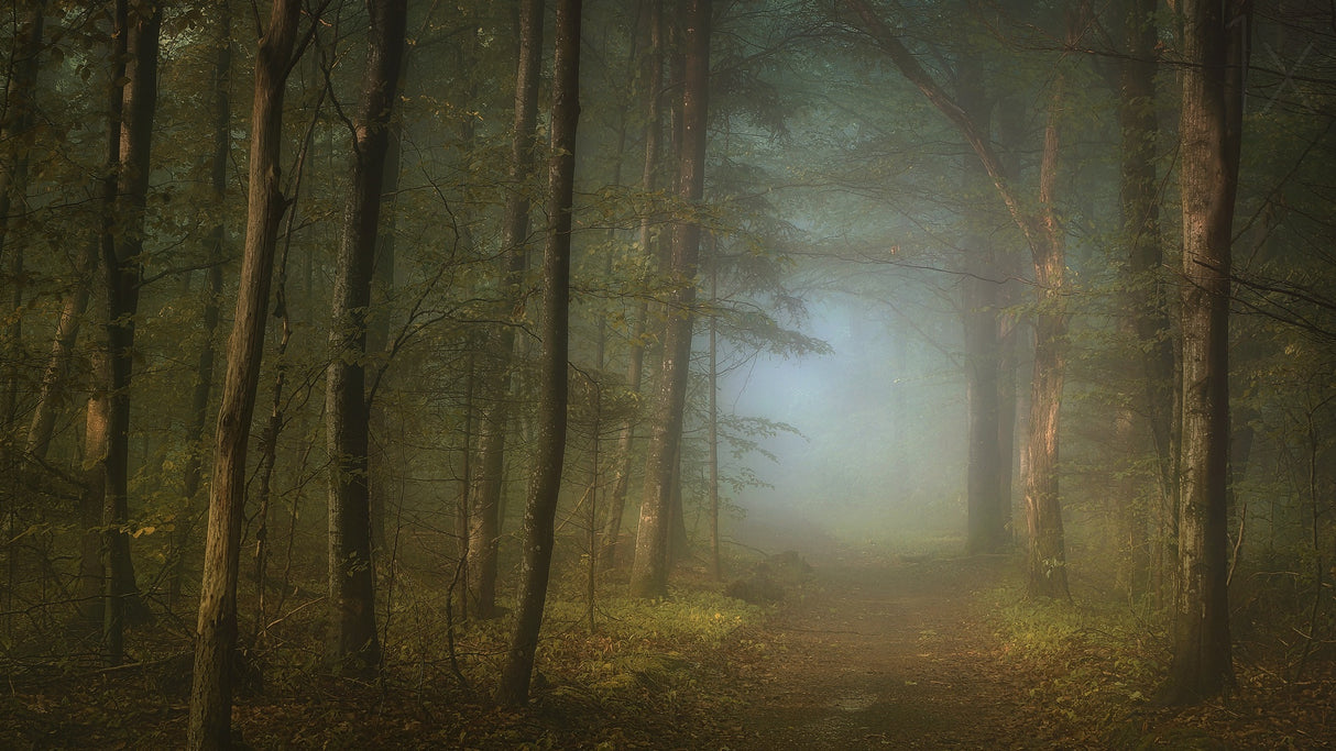 forest pathway Poster och Canvastavla