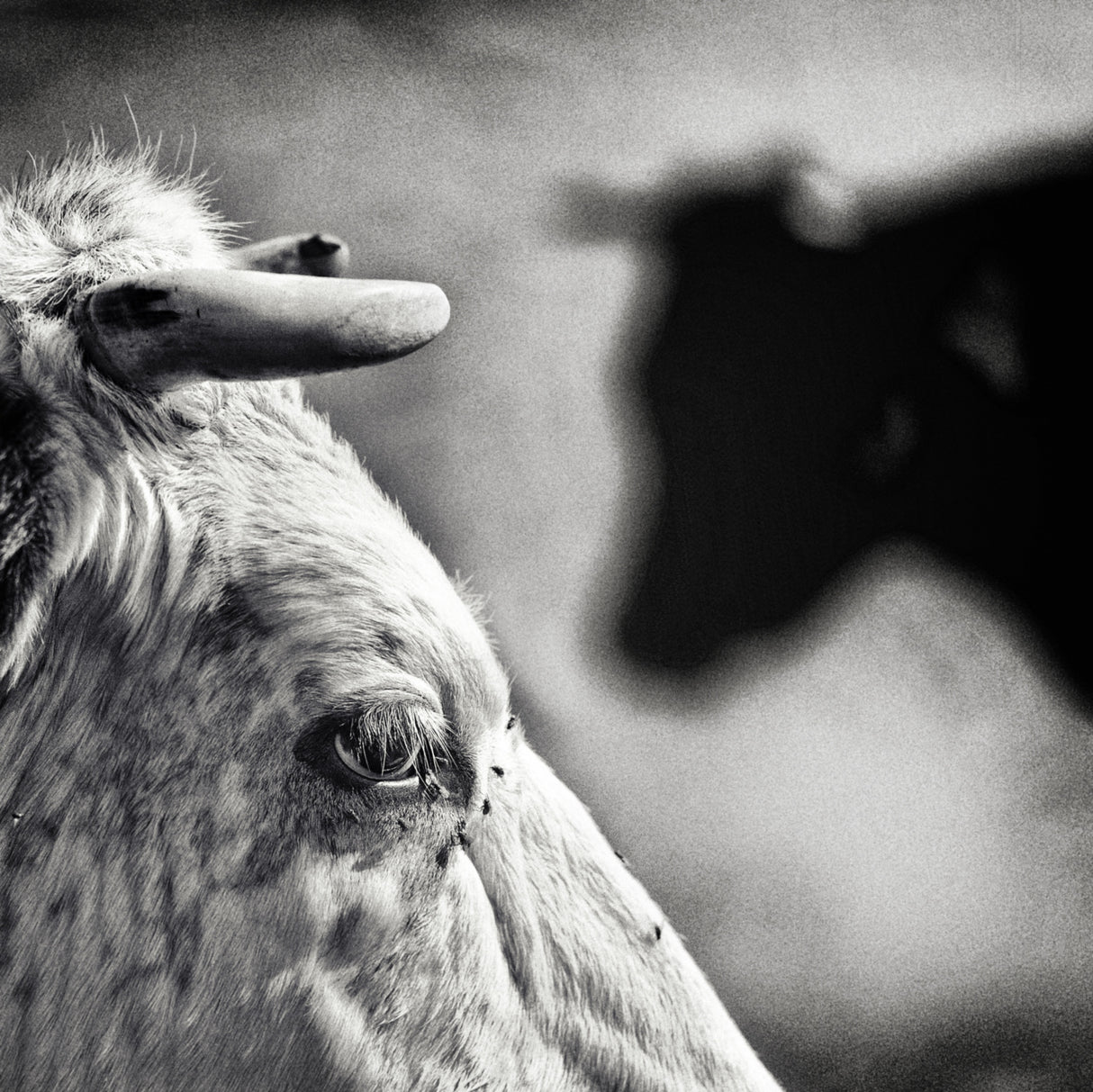 B & W Poster och Canvastavla