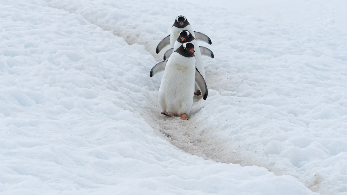 Penguin Highway Poster och Canvastavla